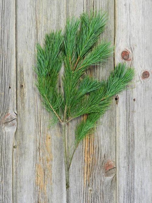 PRINCESS PINE 25#   CHRISTMAS GREENS